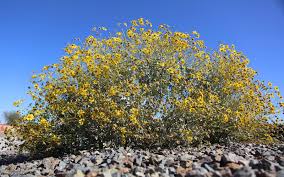 Attēlu rezultāti vaicājumam “Aphelia viburniana”