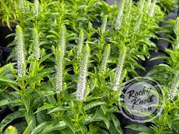 Attēlu rezultāti vaicājumam “Veronica spicata leaf”