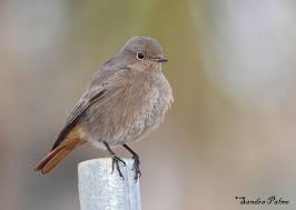 Attēlu rezultāti vaicājumam “Phoenicurus ochruros female”