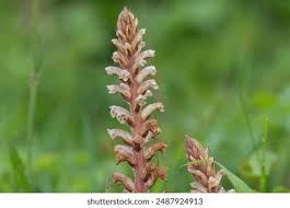 Attēlu rezultāti vaicājumam “Orobanche coerulescens bud”