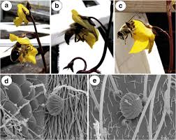 Attēlu rezultāti vaicājumam “Utricularia vulgaris flower”