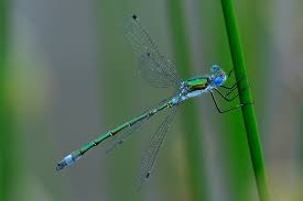 Attēlu rezultāti vaicājumam “Lestes dryas male”