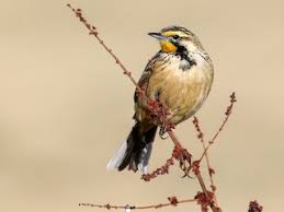 Attēlu rezultāti vaicājumam “Cladopodiella francisci macro”