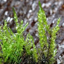 Attēlu rezultāti vaicājumam “Calliergon cordifolium”