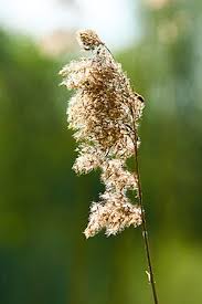 Attēlu rezultāti vaicājumam “Phragmites communis flower”
