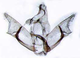 Attēlu rezultāti vaicājumam “Semioscopis avellanella”