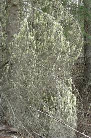 Attēlu rezultāti vaicājumam “Ramalina thrausta”