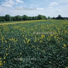 Attēlu rezultāti vaicājumam “Sinapis arvensis”