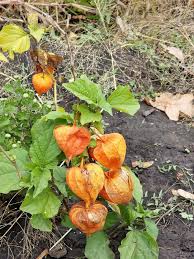 Attēlu rezultāti vaicājumam “Physalis alkekengi fruit”