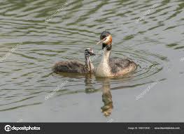 Attēlu rezultāti vaicājumam “Podiceps cristatus juvenile”