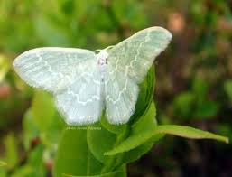 Attēlu rezultāti vaicājumam “Jodis putata”