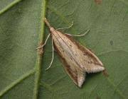 Attēlu rezultāti vaicājumam “Donacaula mucronella”