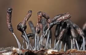 Attēlu rezultāti vaicājumam “Stemonitopsis typhina”