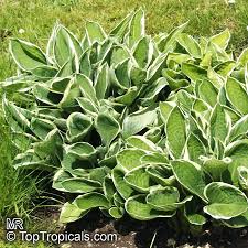 Attēlu rezultāti vaicājumam “Hosta sp.”