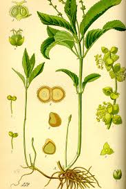 Attēlu rezultāti vaicājumam “Mercurialis perennis bud”