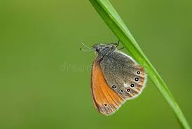 Attēlu rezultāti vaicājumam “Coenonympha glycerion underside”