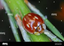 Attēlu rezultāti vaicājumam “Myzia oblongoguttata”