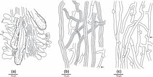 Attēlu rezultāti vaicājumam “Junghuhnia pseudozilingiana”