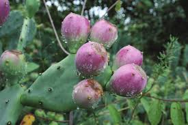 Attēlu rezultāti vaicājumam “Nardus stricta fruit”
