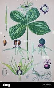 Attēlu rezultāti vaicājumam “Paris quadrifolia”