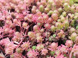 Attēlu rezultāti vaicājumam “Sedum pallidum flower”