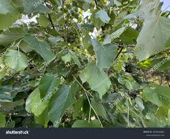 Attēlu rezultāti vaicājumam “Tilia tomentosa leaf”