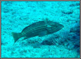 Image result for Epinephelus costae