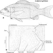 Image result for Lutjanus griseus