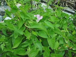 Attēlu rezultāti vaicājumam “Calystegia inflata leaf”