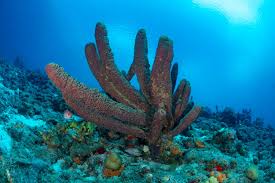 Attēlu rezultāti vaicājumam “Tubifera applanata sessile”