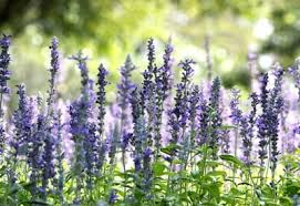 Image result for Hyssopus officinalis