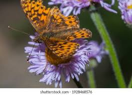 Attēlu rezultāti vaicājumam “Argynnis aglaja”