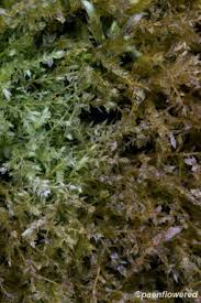 Attēlu rezultāti vaicājumam “Hygroamblystegium varium”