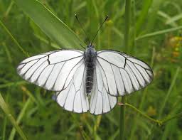 Attēlu rezultāti vaicājumam “Epirranthis diversata upperside”