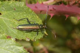 Attēlu rezultāti vaicājumam “Aromia moschata”