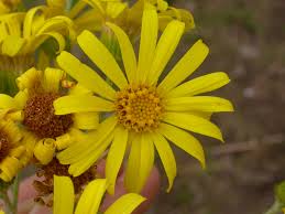 Attēlu rezultāti vaicājumam “Jacobaea paludosa leaf”