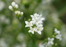 Attēlu rezultāti vaicājumam “Galium rivale leaf”
