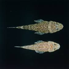 Image result for Platycephalus richardsoni