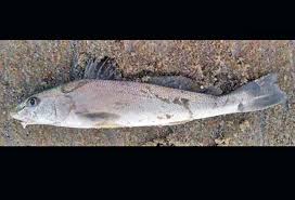 Image result for Menticirrhus littoralis