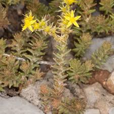 Attēlu rezultāti vaicājumam “Sedum sexangulare flower”