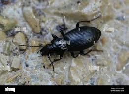 Attēlu rezultāti vaicājumam “Pterostichus oblongopunctatus”