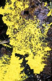 Attēlu rezultāti vaicājumam “Physarum psittacinum spores”