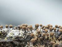 Attēlu rezultāti vaicājumam “Comatricha elegans stalked”