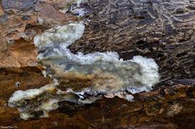 Attēlu rezultāti vaicājumam “Phlebiopsis gigantea”