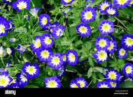 Image result for Convolvulus tricolor