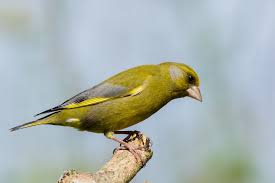 Attēlu rezultāti vaicājumam “Chloris chloris”