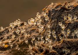 Attēlu rezultāti vaicājumam “Pilobolus crystallinus”