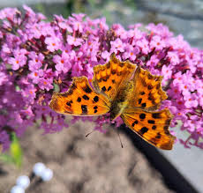 Attēlu rezultāti vaicājumam “Polygonia c-album”