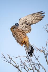 Attēlu rezultāti vaicājumam “Falco tinnunculus”