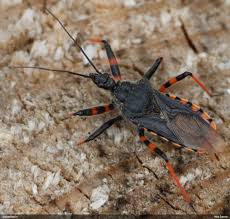 Attēlu rezultāti vaicājumam “Rhynocoris annulatus imago”